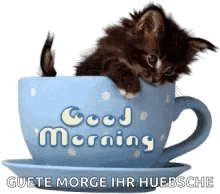 Cat Cup GIF - Cat Cup Good Morning GIFs