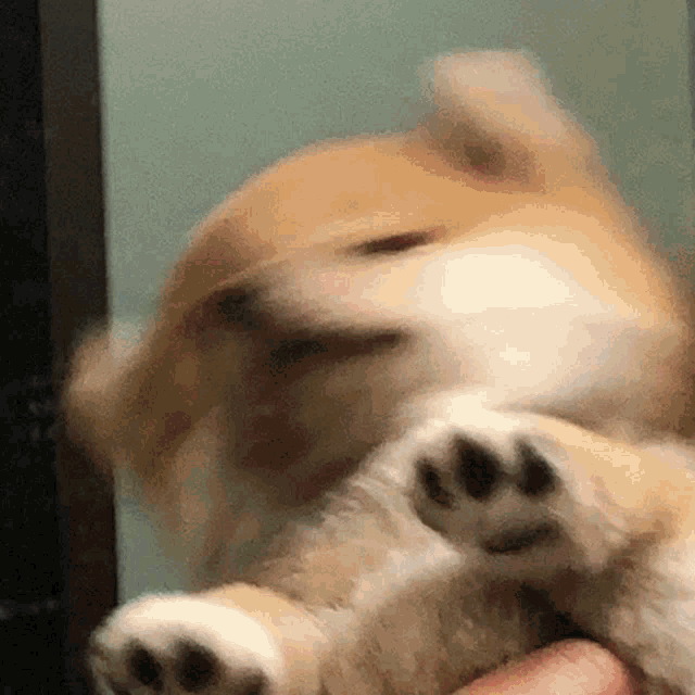 Namjoon Pup Joon Pup GIF - Namjoon Pup Joon Pup Joon Puppy GIFs