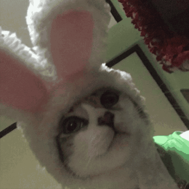a cat wearing bunny ears on its head looks at the camera