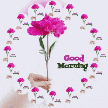 a person is holding a pink flower with the words good morning written on it