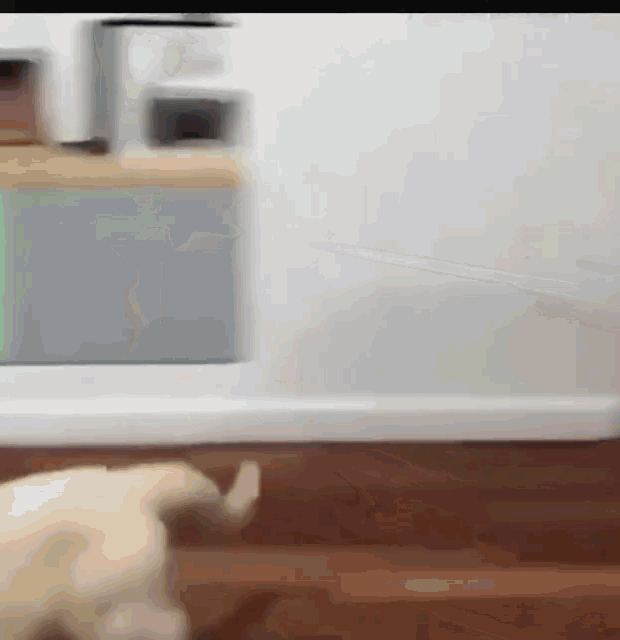 Funny Animals Cat Slide GIF - Funny Animals Cat Slide Gato GIFs