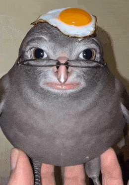 a bird wearing glasses has an egg on its head