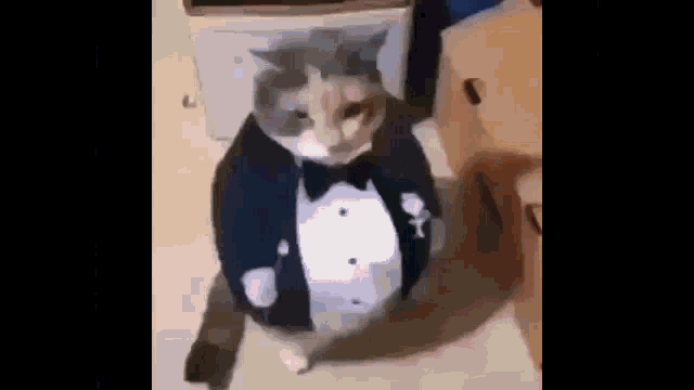 a cat is wearing a tuxedo with a bow tie .