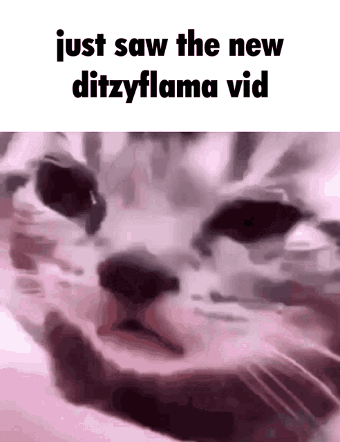 Ditzyflama Video GIF