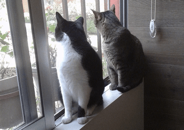 Gatines Gatos GIF - Gatines Gatos Cat GIFs