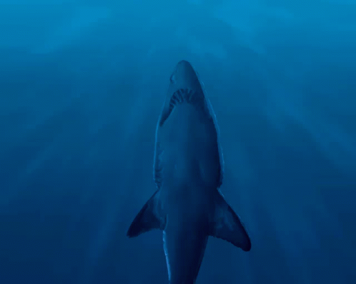 Efecto Agua Tiburón GIF - Efecto Agua Tiburón GIFs