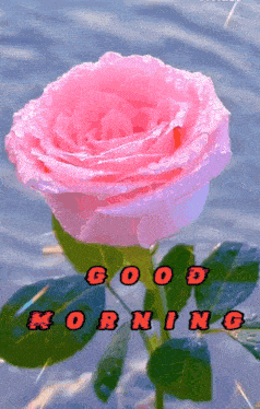 a pink rose with water drops and the words good morning on it
