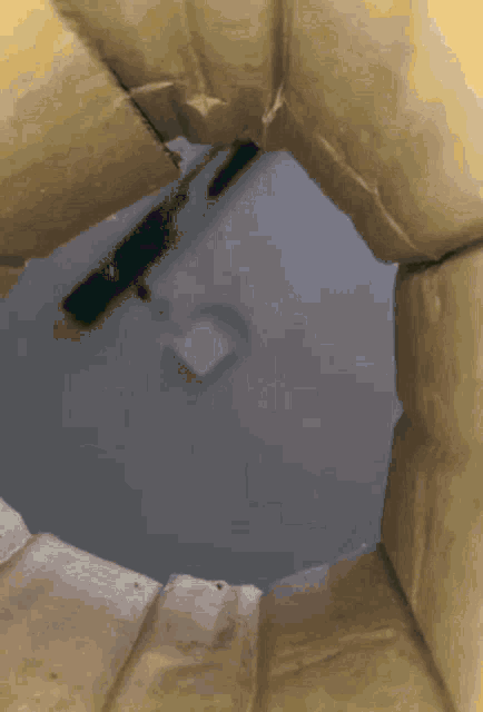 Cat Love GIF