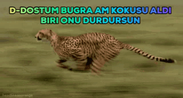 a cheetah is running through a grassy field with a caption that says d-dostum bugra am kokusu aldi