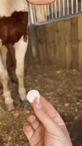 a close up of a person 's hand holding a piece of cheese in front of a cow