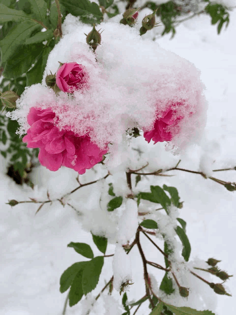 pink roses covered in snow on a bush