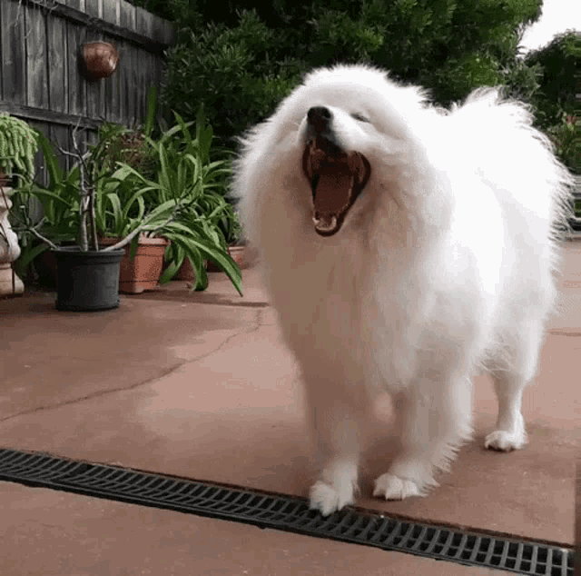 a white dog is yawning while standing on a patio next to a drain .