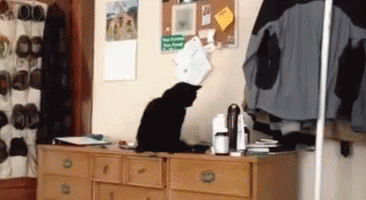 Disrespect Authority GIF - Cat Funny Disrespect GIFs