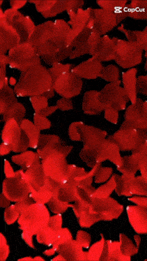 red rose petals are falling on a black background with the name elam