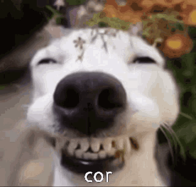 Cor Babby Dog GIF - Cor Babby Dog GIFs