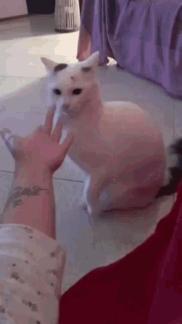 a person is petting a white cat with a black spot on its head