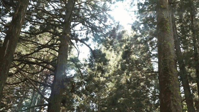 the sun shines through the trees in this forest