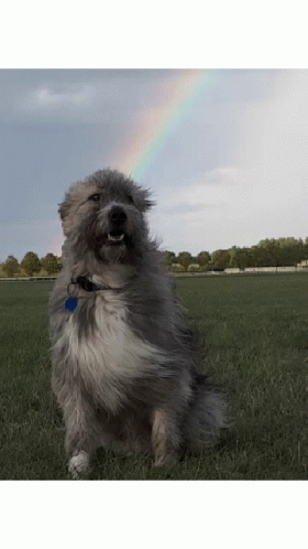 Kratu Rainbow GIF - Kratu Rainbow Dog Smile GIFs