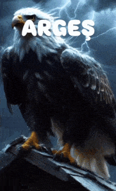a bald eagle sitting on top of a roof with the word argos written above it