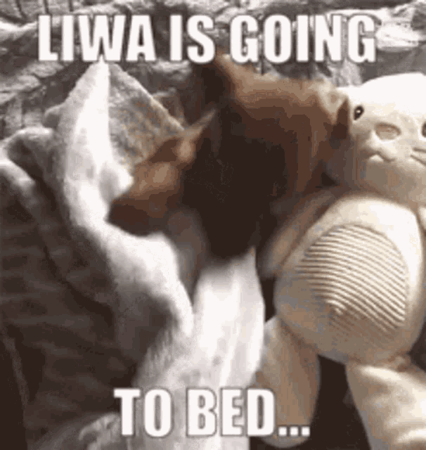 Liwa Bed GIF
