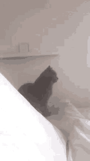 a cat is sitting on top of a bed in a bedroom .