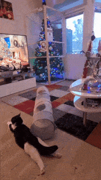 Cat Silly Kitty GIF