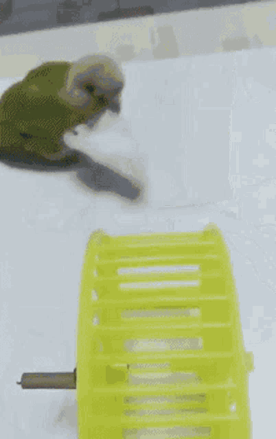 Hamster Hamster Wheel GIF - Hamster Hamster Wheel Spin GIFs