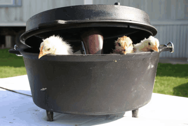 three baby chickens are looking out of a large pot