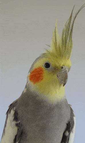 a close up of a cockatiel with a yellow crest