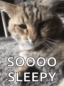 Cat Tired GIF
