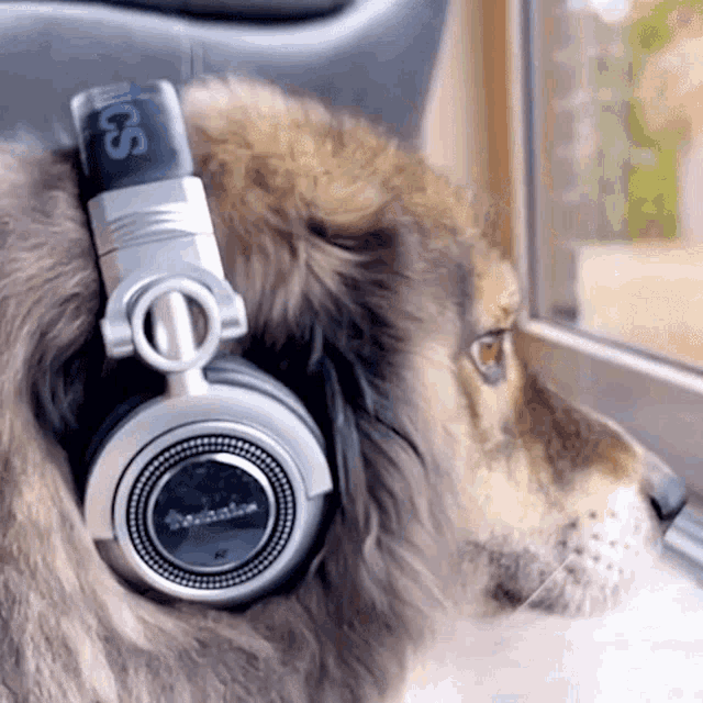 Listening To Music Vessbroz GIF - Listening To Music Vessbroz Dog GIFs