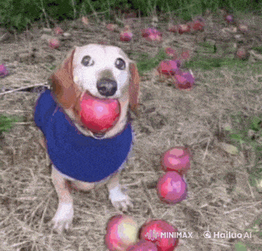 a dog wearing a blue sweater is holding an apple in its mouth