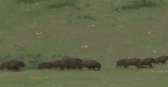 Be The GIF - Be The Bison GIFs
