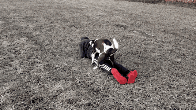a person laying on the ground with a dog on their head