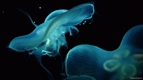 Jelly Fish GIF - Jelly Fish Jellyfish GIFs
