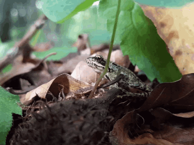 a frog is sitting on a pile of leaves in the woods