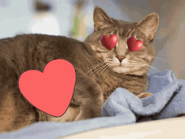 a cat with heart shaped eyes is laying on a bed