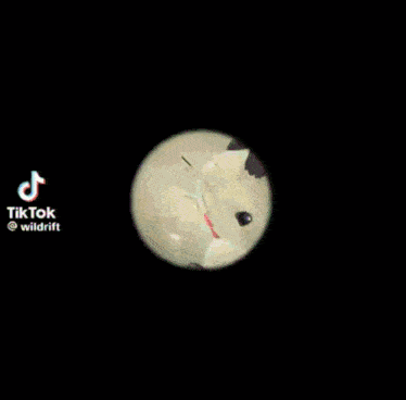 a tiktok video of a stuffed animal with the hashtag wildrift on the bottom