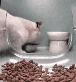 a cat is eating out of a clear bowl next to a pile of brown beans
