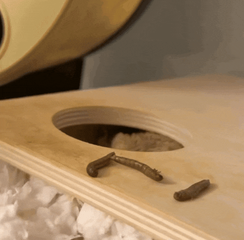 a piece of wood with a hole in it and a worm on it