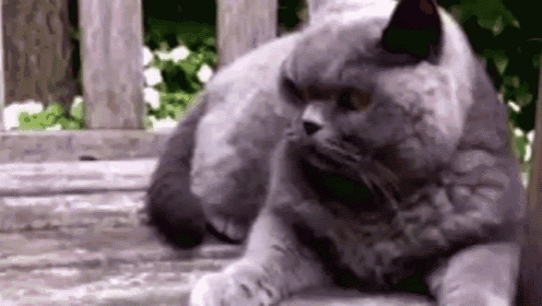Cat GIF - Cat Mad Angry GIFs