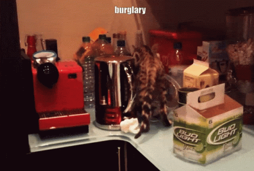 Cat Burglar Burglary GIF