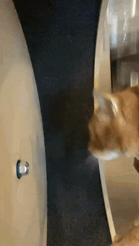 a cat is walking on a treadmill in a house .