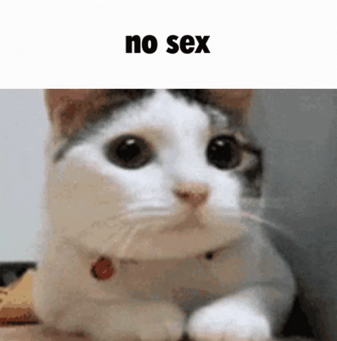 Nosex Cat GIF - Nosex Sex Cat GIFs