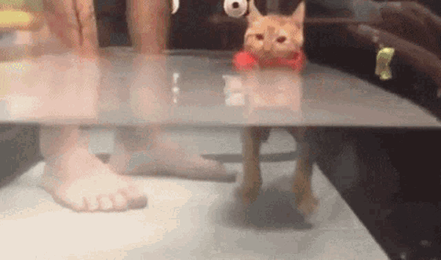 Buoyant Cat GIF - Buoyant Cat Buoyant Cat GIFs