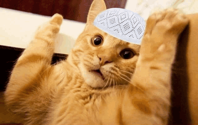 a cat wearing a white hat with a pattern on it