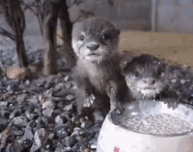Otter Eating Otter Hungry GIF - Otter Eating Otter Hungry Baby Otter GIFs