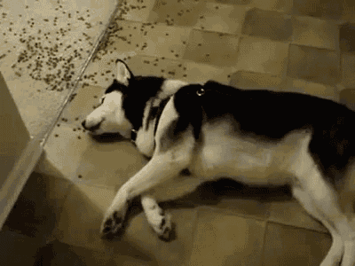 Lazy GIF - Lazy Dog Preguica GIFs