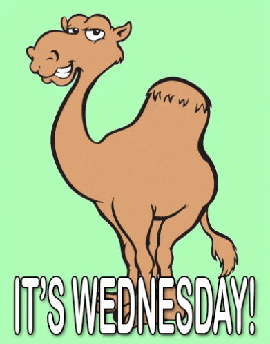 Wink Wednesday Happy Camel GIF - Wednesday Camel Hump Day GIFs