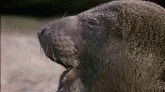 Gordo Seal GIF - Gordo Seal Yawn GIFs